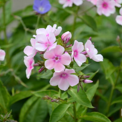 PHLOX paniculata 'Kirmeslander'