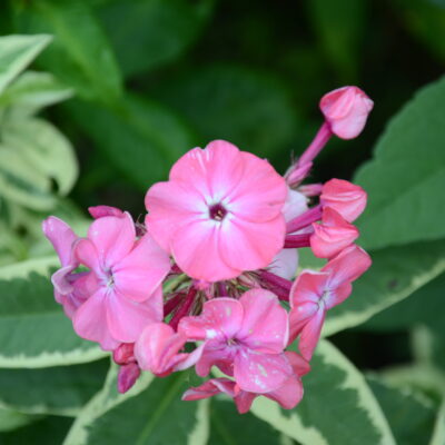 PHLOX paniculata 'Mary Christine'