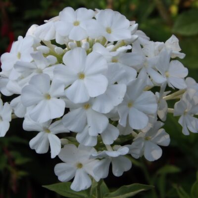 PHLOX paniculata 'Mount Fuji'