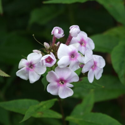 PHLOX paniculata 'Pat Coleman'