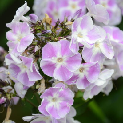 PHLOX paniculata 'Prospero'