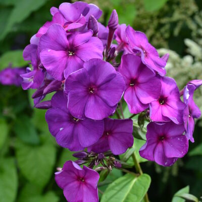 PHLOX paniculata 'The King'