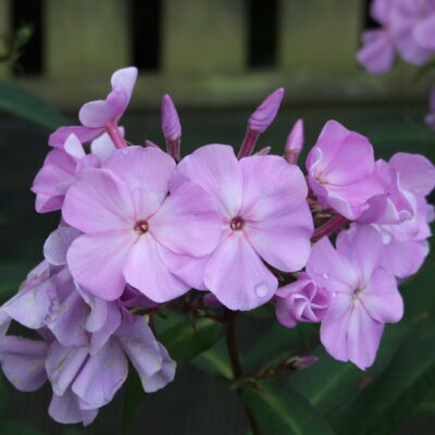 PHLOX paniculata 'Toits de Paris'