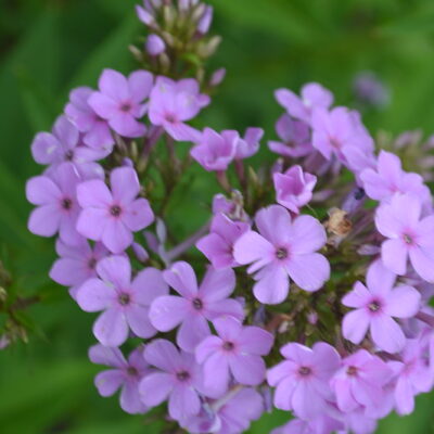 PHLOX x arendsii 'Hesperis'