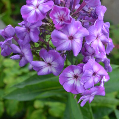 PHLOX paniculata 'Laura'