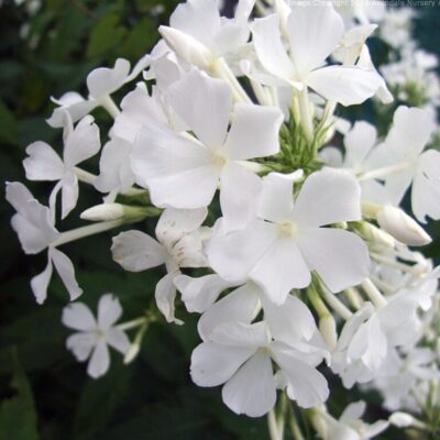 PHLOX paniculata 'Alba Grandiflora'