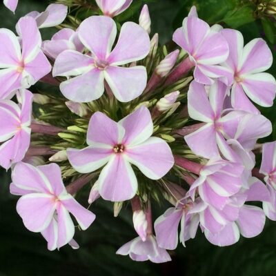 PHLOX paniculata 'All in One'