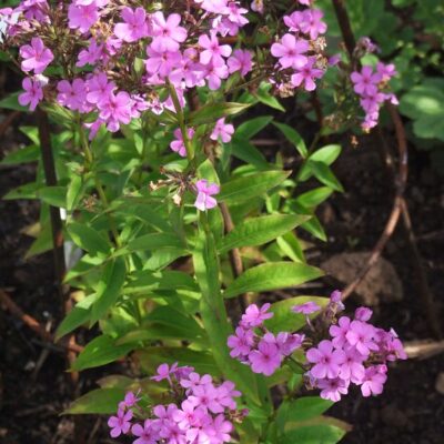 PHLOX paniculata 'Reddish Hesperis'
