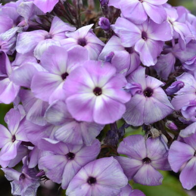 PHLOX 'Violet Flame'