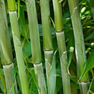 PHYLLOSTACHYS bissetii