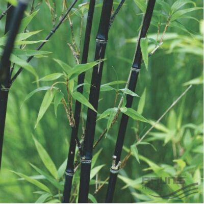 PHYLLOSTACHYS nigra f. punctata