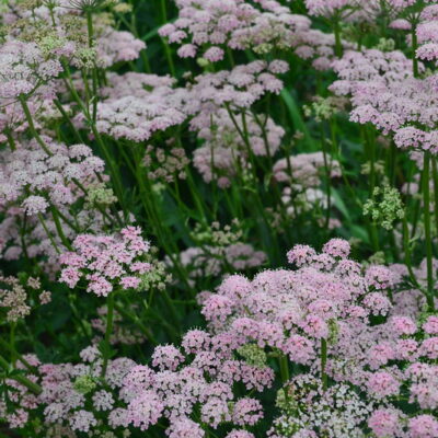 PIMPINELLA major 'Rosea'