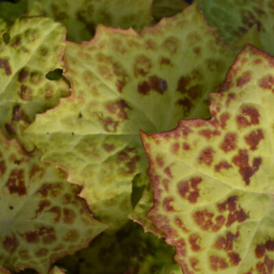PODOPHYLLUM versipelle 'Spotty Dotty'