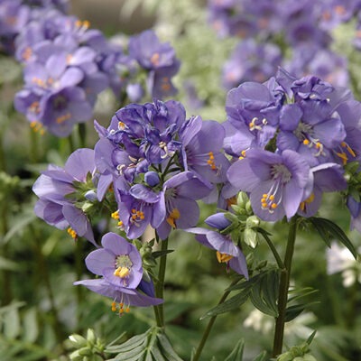 POLEMONIUM yezoense Bressingham Purple ('Polbress')