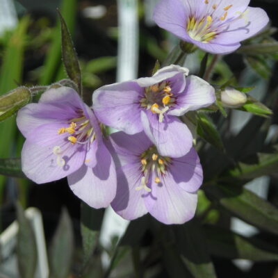 POLEMONIUM 'Norwell Mauve'