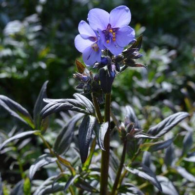 POLEMONIUM yezoense 'Purple Rain'