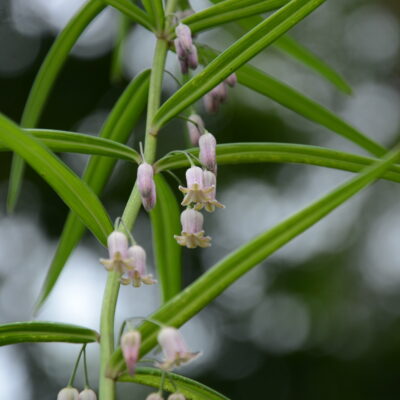 POLYGONATUM verticillatum 'Rubrum'
