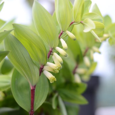 POLYGONATUM odoratum 'Red Stem'