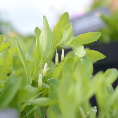 POLYGONATUM odoratum 'Triglav'