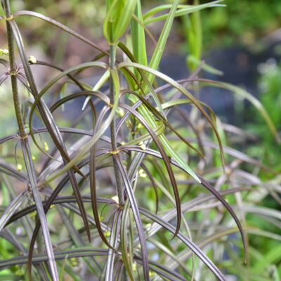 POLYGONATUM cyrtonema Hua B&SWJ 271