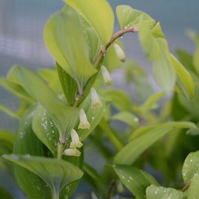 POLYGONATUM odoratum 'Flatmate'