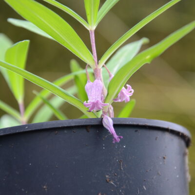 POLYGONATUM roseum