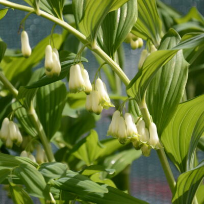 POLYGONATUM x hybridum 'Weihenstephan'
