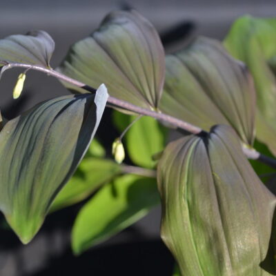 POLYGONATUM x hybridum 'Betberg'