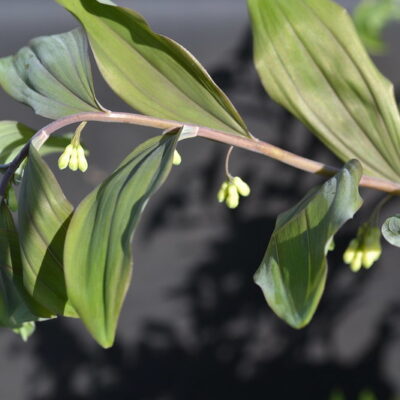 POLYGONATUM x hybridum 'Purple Katie'