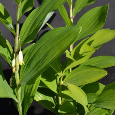 POLYGONATUM odoratum 'Ussuriland Roundleaf'