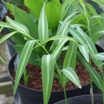 POLYGONATUM falcatum 'Shikoku Silver'