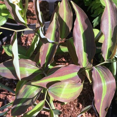 POLYGONATUM lasianthum