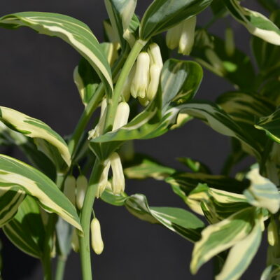 POLYGONATUM odoratum var. pluriflorum 'Variegatum'