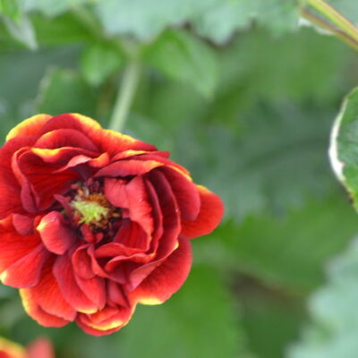 POTENTILLA 'Arc-en-Ciel'