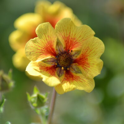 POTENTILLA 'Esta Ann'