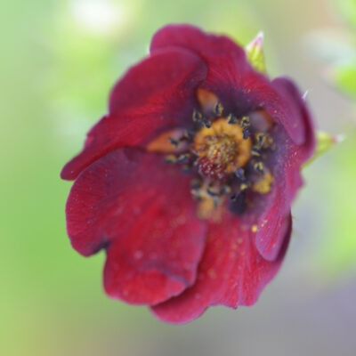 POTENTILLA 'Etna'