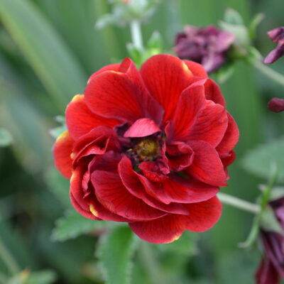 POTENTILLA 'Flambeau'