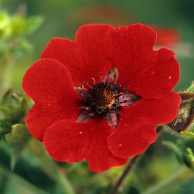 POTENTILLA 'Gibson's Scarlet'