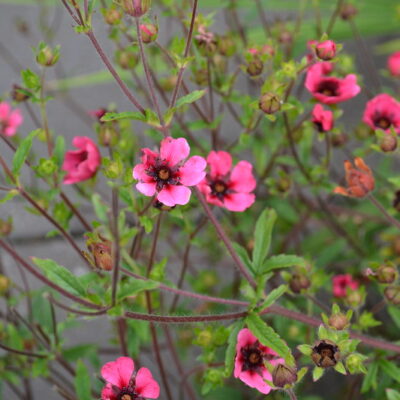 POTENTILLA nepalensis 'Ron McBeath'