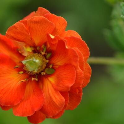 POTENTILLA 'William Rollisson'