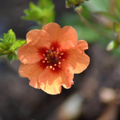 POTENTILLA x tonguei