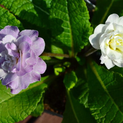 PRIMULA 'Belarina Pink Ice'
