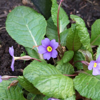 PRIMULA 'Hall Barn Blue'
