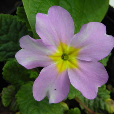 Primula vulgaris sibthorpii
