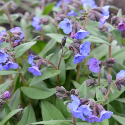 PULMONARIA 'Blue Ensign'
