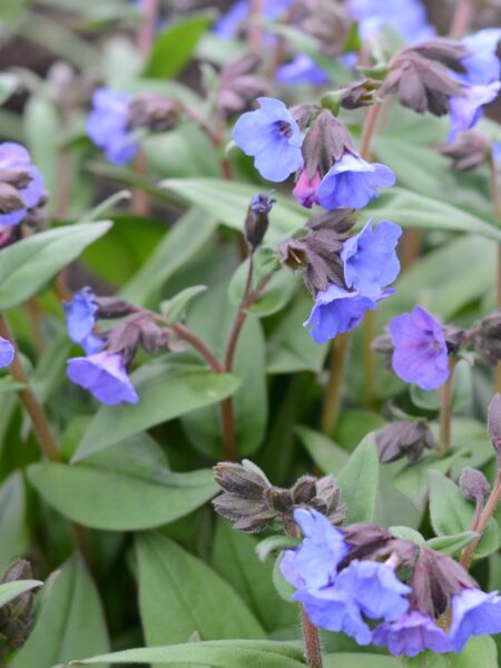 PULMONARIA 'Blue Ensign'