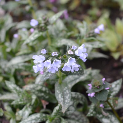 PULMONARIA 'Opal'