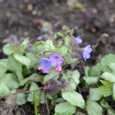 PULMONARIA 'Blake's Silver'