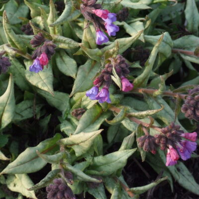 PULMONARIA 'Cotton Cool'