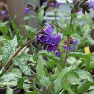 PULMONARIA 'Diana Clare'